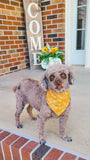 Golden Bloom Pet Bandana