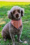 Copper Cutie Pet Bandana